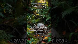 25. Haiwan Apa Ni⁉️ Perisai Hidup Yang Boleh Bergulung! Tak Sangka Betul! #Armadillo #HaiwanUni