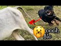 Rambo fighting with cow he lost his favourite ball  tamil vlogs 