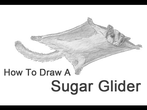 Featured image of post How To Draw A Sugar Glider For Kids Then when we start adding the details and decorations you can use your own creativity to change your drawing