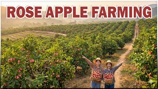 Rose Apple Farming | Climate, Planting, Yield & Profit Explained
