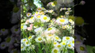 日本花図鑑　Japanese flower guide