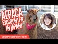 Alpaca Encounter! Travel in Japanese Countryside