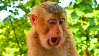 Very Funny  Handsome baby monkey SARO eats food full of mouth - look his mouth make funny face