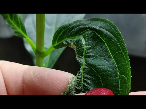 У черенков метельчатой гортензии сохнут листья 🍃🍃 Лучше не докормить ,чем перекормить ⁉️
