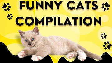 Funny Cats Compilation (Most Popular) Part 1- Funny Animals UK