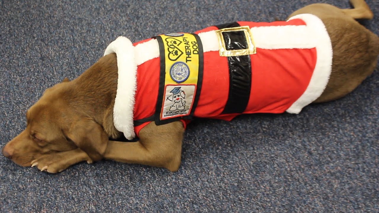 Nebraska's youth volunteer at animal shelter