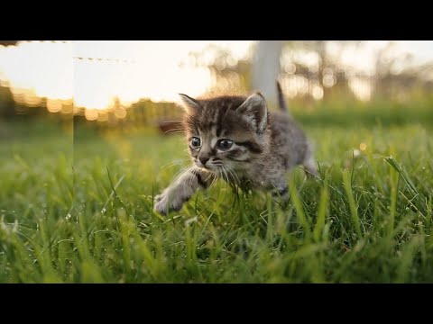 Video: Kutup Ayısı ve Köpek Amerika'nın Tekrar Arkadaş Olabileceğini Kanıtladı