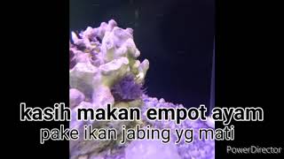 Kegunaan empot ayam/bunga laut, #anemon #empot ayam