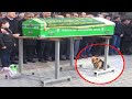 The dog came to his owner&#39;s funeral. What happened next amazed everyone!