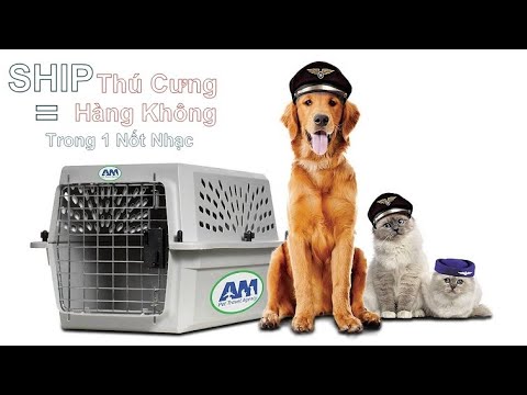 Video: Cách Vận Chuyển Chó Con Của Bạn Bằng Tàu Hỏa