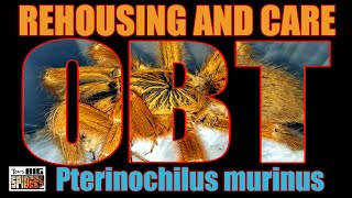 The P  murinus OBT Rehousing and Care Notes