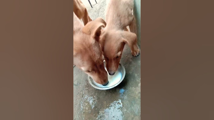 भूख सबको लगती है साहब #dog #shorts#youtubeshorts #subscribe #puppy #youtube #puppy #animals
