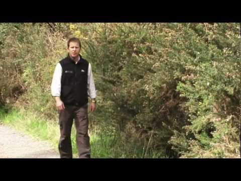 Video: Plevel pryšec skvrnitý: Jak se zbavit pryšce skvrnitého