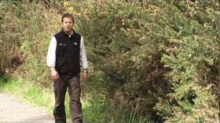 Weed Info: How to Control Gorse
