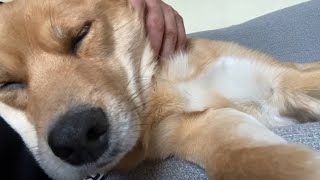 スゥースゥーな犬（雑種犬） by とろの日常 1,851 views 3 weeks ago 1 minute, 24 seconds