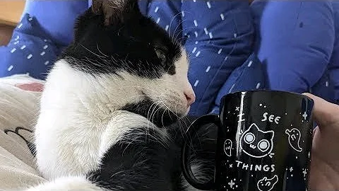 Work with Me (and Ghengis Cat) Coworking Hangout