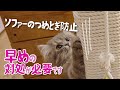 子猫｜ソファーの爪とぎ防止策｜グレーのスコティッシュフォールド - Prevent cats scratching a sofa