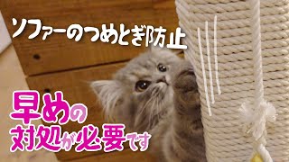 子猫｜ソファーの爪とぎ防止策｜グレーのスコティッシュフォールド - Prevent cats scratching a sofa