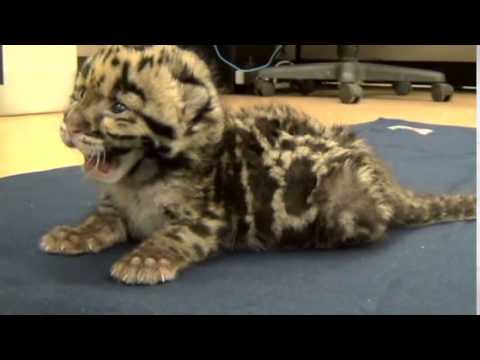 clouded leopard doing well at tampa zoo youtube