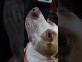 Rhayka ganhou roupinha e brinquedo novo #cachorro #pets