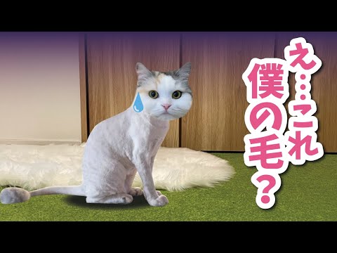 猫の毛でラグマットを作るとめちゃくちゃブチ切れられます【おしゃべりする猫】