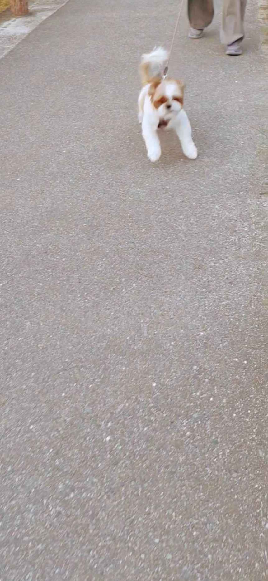BIGMAMA Loves Dogs Too! Hana the Shih Tzu Ran Over to Say Hello