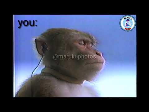 Monkey listening to music (meme) 