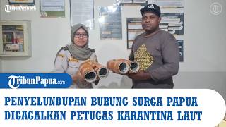 Penyelundupan Burung Surga Papua Digagalkan Petugas Karantina Laut