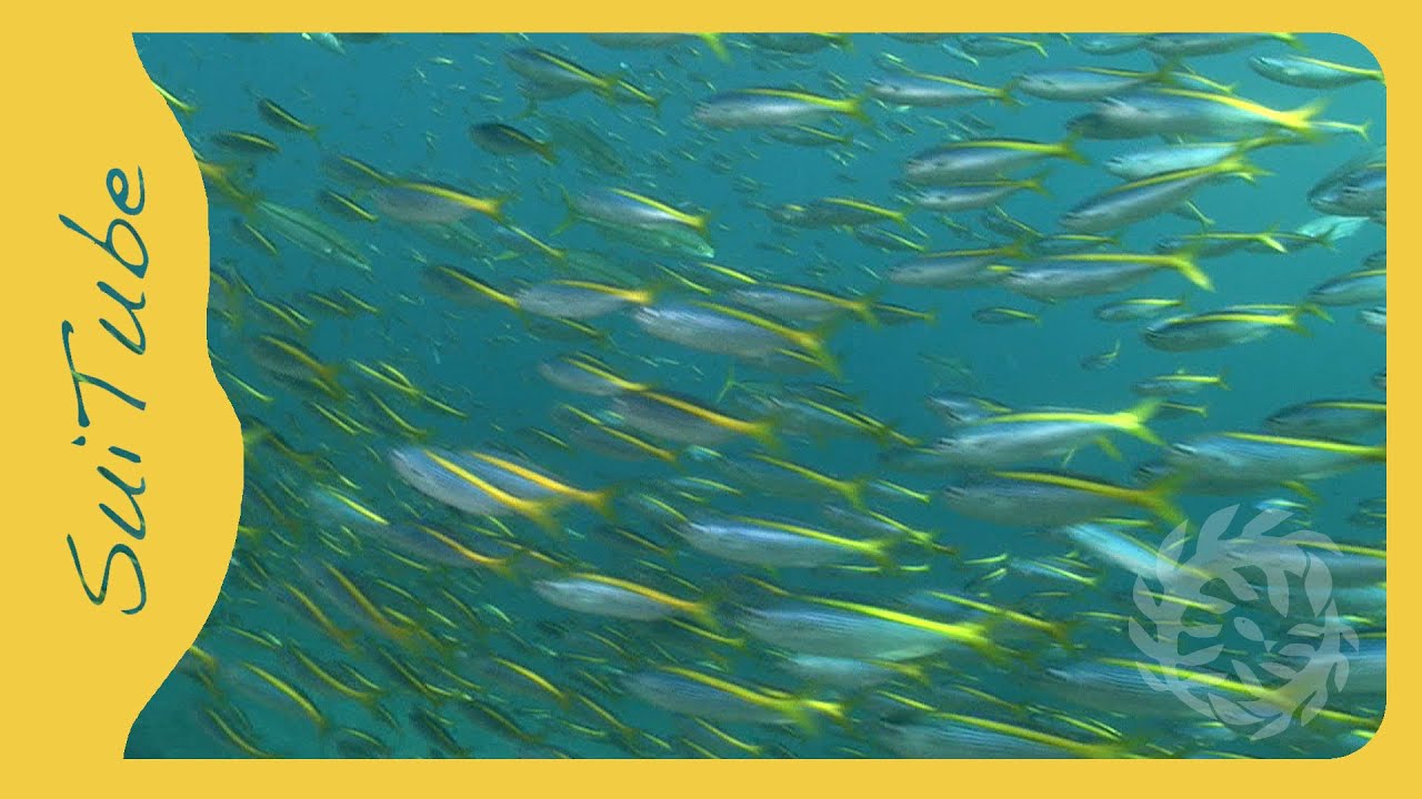 Yellowstriped Butterfish, Japan YouTube