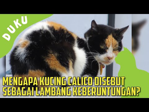 Video: Nama Besar untuk Kucing Calico