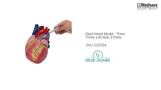 Giant Heart Model Three Times Life Size 2 Parts EZG254 1920x1080