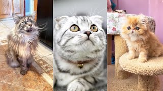 Những điều cần chú ý khi nuôi mèo P2 | Pet Island #cat #meow #thucung #yeumeo #tiktok #chamsocmeo by Pet Island 134 views 1 year ago 3 minutes, 15 seconds