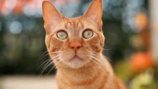 Cute Cat recording 🐱🐈 Soft Paws Instrumental background 🐈 screenshot 4