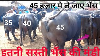 50,000 तक गाय और मुर्रा भैंस की मंडी,पशु मंडी भागलपुर,cow मंडी,पशु मंडी,पशु मेला,पशु बाज़ार screenshot 5