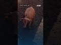 Santa Teresa livestock port of entry reopens after yearlong screwworm closure