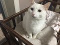White Cat