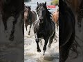 传奇之王 🐎 | 感受野马的原始力量 #EvrenBelgeselAI #走红 #短视频