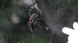 Do Spiders Have Ears?