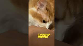 Lazy cat:” Don’t touch my head” #catvideos #catvideos #cat #catshorts #funnycats #realcats