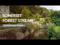 Somerset Forest Stream Sleep Sound - 10 Hours - Black Screen