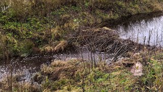 Бобры потеряли большую плотину