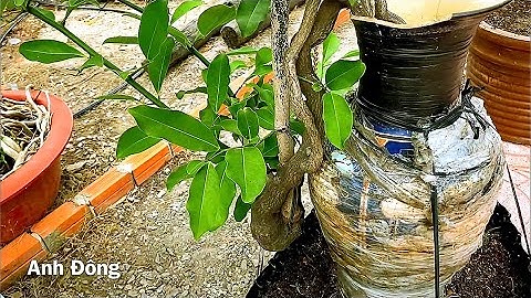 Độc đáo bonsai cây nhà lá vườn