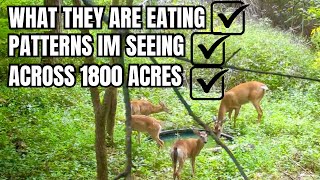 WHERE TO FIND THE BUCKS IN THE NEXT 2 WEEKS....EPISODE 1 REAL TIME DEER WOODS UPDATE.
