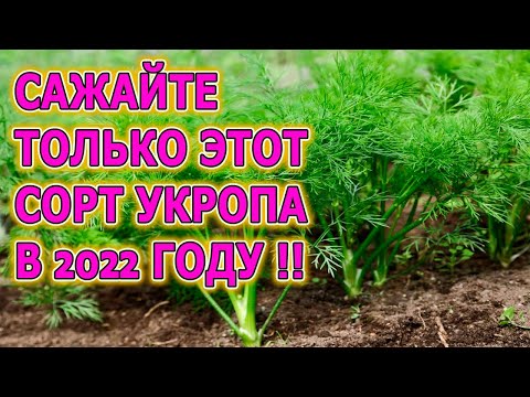 Килограмм Укропа с 3 кустов! Прет как на дрожжах, косить не успеваем! Какой сорт укропа посадить?