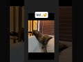 Cat tested, cat approved! #cat #birds #funny #nature #meow #catnip #catlovers #birdwatching