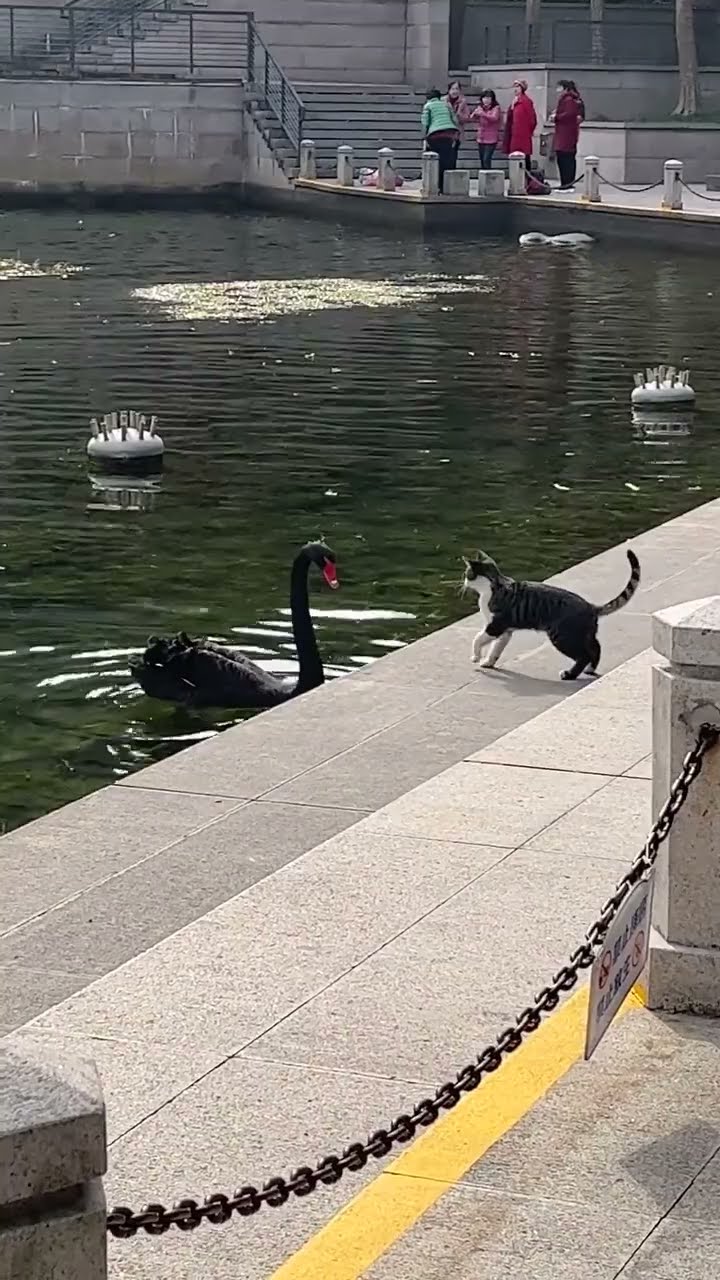 Très drôle le chat