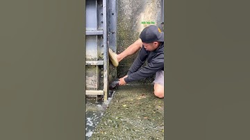 Cá Lớn - bắt Cá Lau Kính mắc kẹt 😱 #khacthuyvlogg