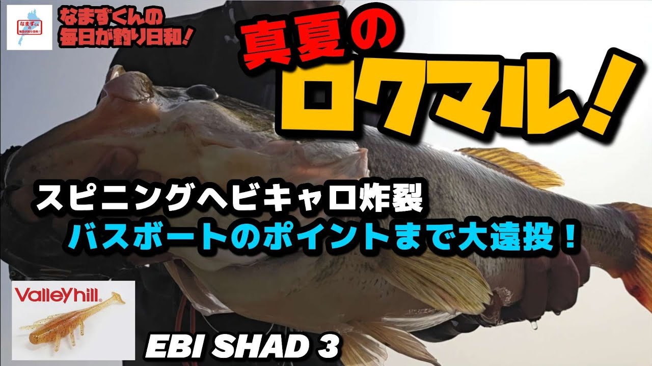 琵琶湖 2026「真夏のロクマル！｣ 61cm・3650g  スピニングヘビキャロ炸裂！ ブラックスケール98H (なまずくんの毎日が釣り日和！)