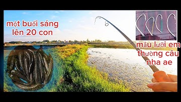 Hành trình lure cá lóc dạo bằng nhái thật, một buổi lên 20 con luôn ae ơi.@khoingofishing3853