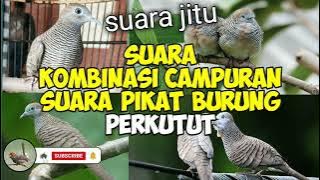 suara pikat burung perkutut ribut#perkutut #kicaumanianusantara #pikatperkututlokal #suaraburung